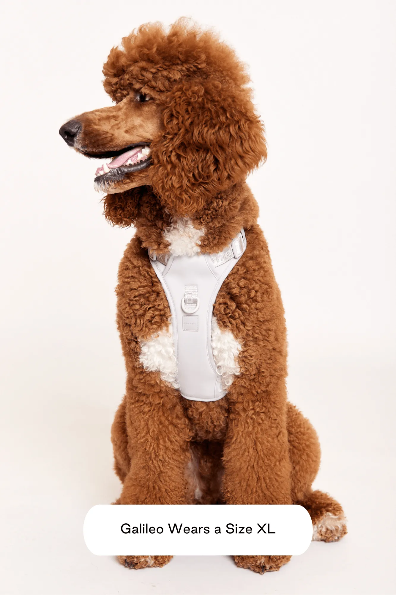 Easy Fit Harness