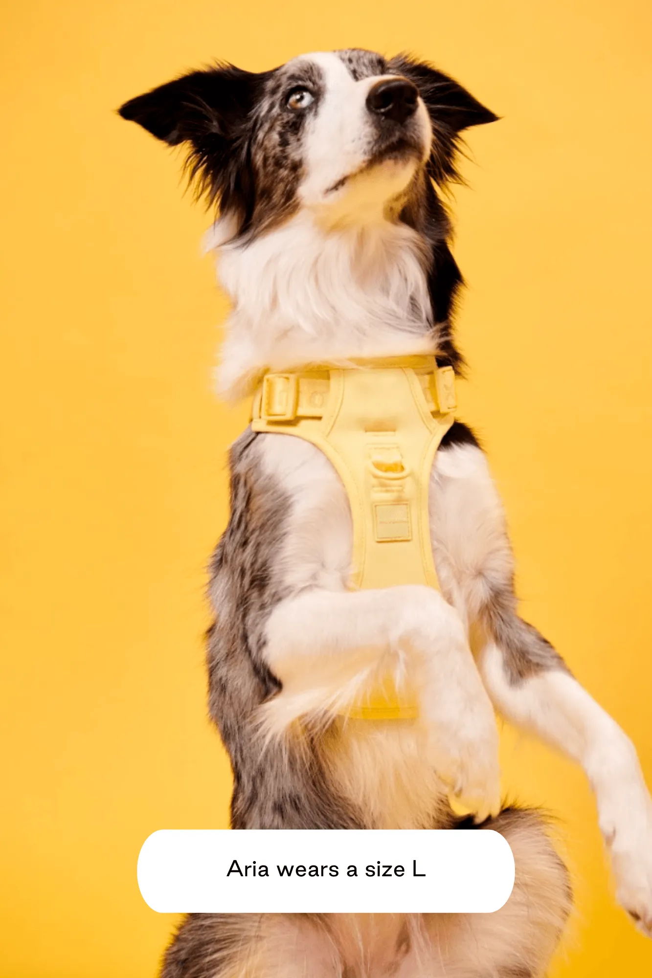 Easy Fit Harness